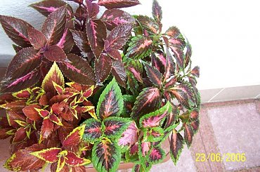 #kompozycje #balkon #koleusy #kwiaty #MójBalkon #pokrzywki