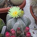 Astrophytum myriostigma