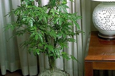 #GANJA #TRAWKA #marihuana