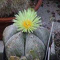Astrophytum myriostigma