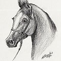 Portret konia arabskiego