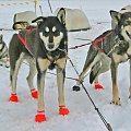 Dog Sled Camp at Juneau Glacier Allaska