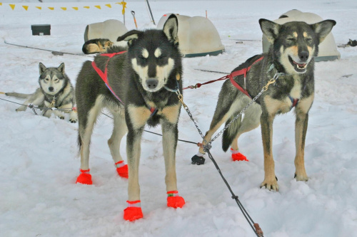 Dog Sled Camp at Juneau Glacier Allaska