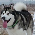 (Alaskan Malamute )Tyler na spacerze