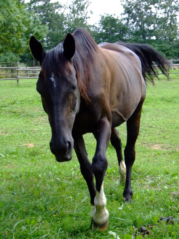 Konik nad jeziorem w Luchowie