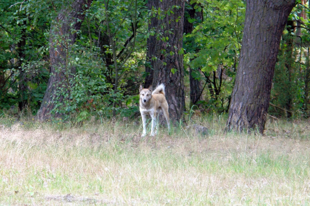 Wilk. Strażnik czarnego szlaku w Kampinowskim Parku Narodowym. #wilk #KampinowskiParkNarodowy