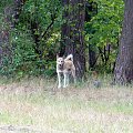 Wilk. Strażnik czarnego szlaku w Kampinowskim Parku Narodowym. #wilk #KampinowskiParkNarodowy