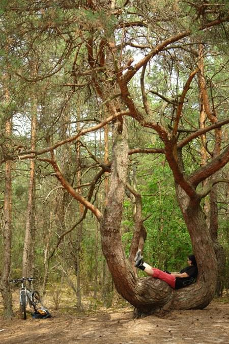 Sosna Kandelabrowa w Kampinowskim Parku Narodowym #SosnaKandelabrowa #KampinowskiParkNarodowy