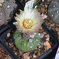 Astrophytum asterias