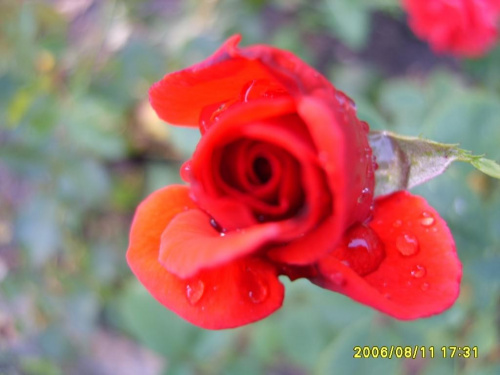 #kwiaty #deszcz #róża