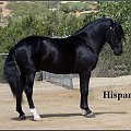 andaluzy