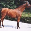 Allegro