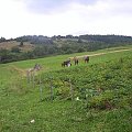 BIESZCZADY