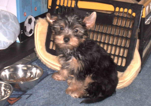 Pies rasy Yorkshire Terrier urodzony 04.06.2006 u nas w domu od 12.08.2006 (ok. godz. 17)