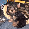 Pies rasy Yorkshire Terrier urodzony 04.06.2006 u nas w domu od 12.08.2006 (ok. godz. 17)