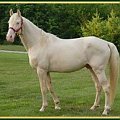 cremello