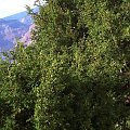 Arizona 12-08-2006