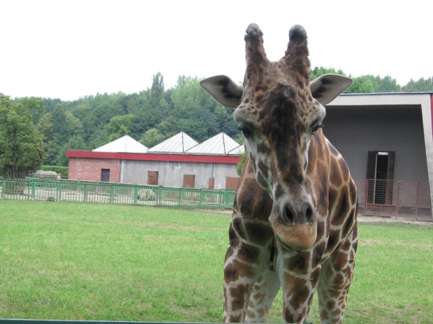 Śląskie ZOO 2006