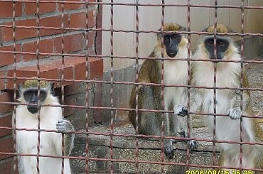 #zoo #zwierzęta #niewola