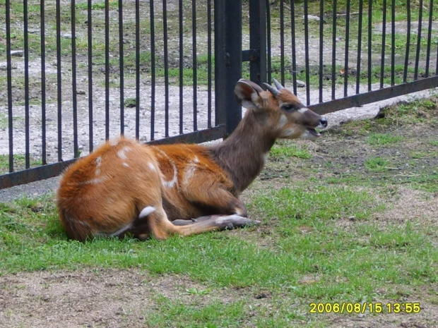 #zoo #zwierzęta #niewola