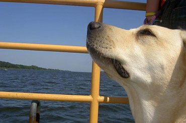 podróżniczka na promie #pies #labrador