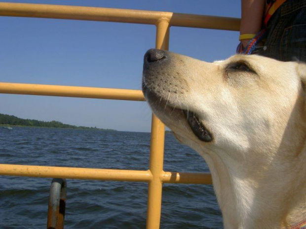 podróżniczka na promie #pies #labrador