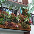 #BalkonSierpień2006 #kwiaty #Koleusy #pokrzywki #KwiatyBalkonowe
