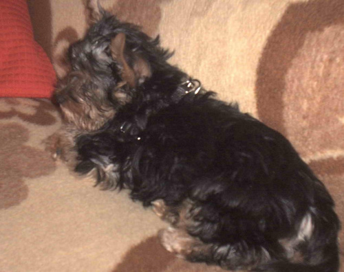 Pies rasy Yorkshire Terrier urodzony 04.06.2006 u nas w domu od 12.08.2006 (ok. godz. 17)