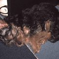 Pies rasy Yorkshire Terrier urodzony 04.06.2006 u nas w domu od 12.08.2006 (ok. godz. 17)