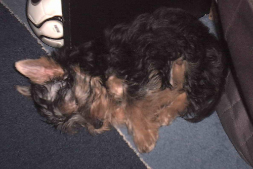 Pies rasy Yorkshire Terrier urodzony 04.06.2006 u nas w domu od 12.08.2006 (ok. godz. 17)