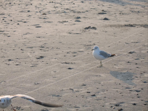 Nantasket na bis...