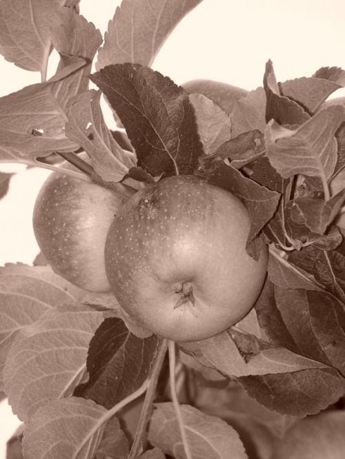 jablko #owoce