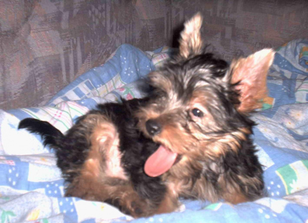 Pies rasy Yorkshire Terrier urodzony 04.06.2006 u nas w domu od 12.08.2006 (ok. godz. 17)