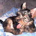 Pies rasy Yorkshire Terrier urodzony 04.06.2006 u nas w domu od 12.08.2006 (ok. godz. 17)