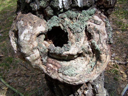 usmiech #drzewo