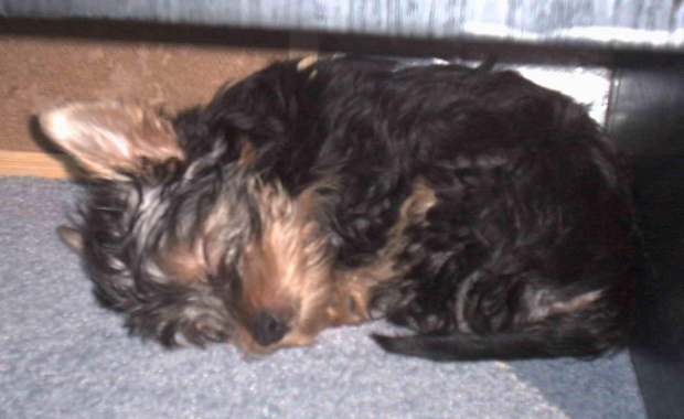 Pies rasy Yorkshire Terrier urodzony 04.06.2006 u nas w domu od 12.08.2006 (ok. godz. 17)