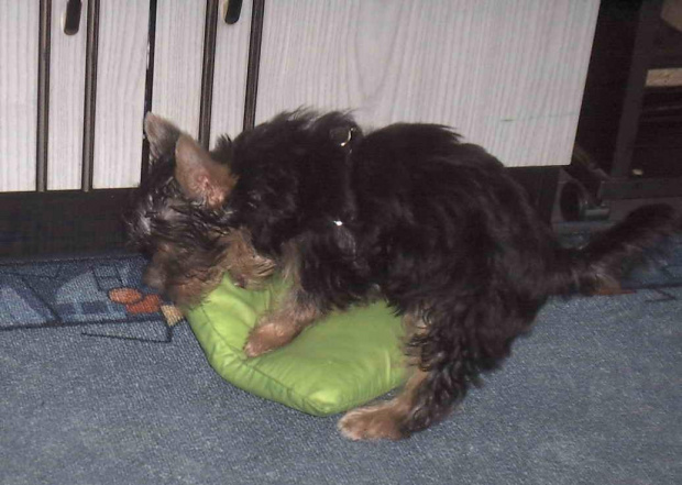 Pies rasy Yorkshire Terrier urodzony 04.06.2006 u nas w domu od 12.08.2006 (ok. godz. 17)