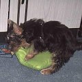 Pies rasy Yorkshire Terrier urodzony 04.06.2006 u nas w domu od 12.08.2006 (ok. godz. 17)