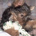 Pies rasy Yorkshire Terrier urodzony 04.06.2006 u nas w domu od 12.08.2006 (ok. godz. 17)