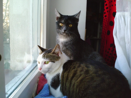 Filemon i Kicia - moje kotki #Filemon #kicia #koty #MojeKoty
