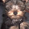 Pies rasy Yorkshire Terrier urodzony 04.06.2006 u nas w domu od 12.08.2006 (ok. godz. 17)