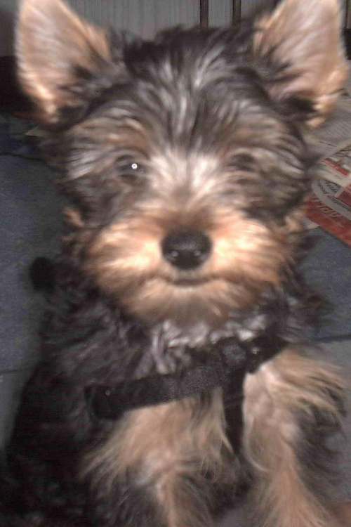 Pies rasy Yorkshire Terrier urodzony 04.06.2006 u nas w domu od 12.08.2006 (ok. godz. 17)