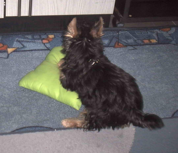 Pies rasy Yorkshire Terrier urodzony 04.06.2006 u nas w domu od 12.08.2006 (ok. godz. 17)