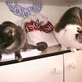 Filemon i Kicia - moje kotki #Filemon #Kicia #koty #MojeKoty #zwierzęta