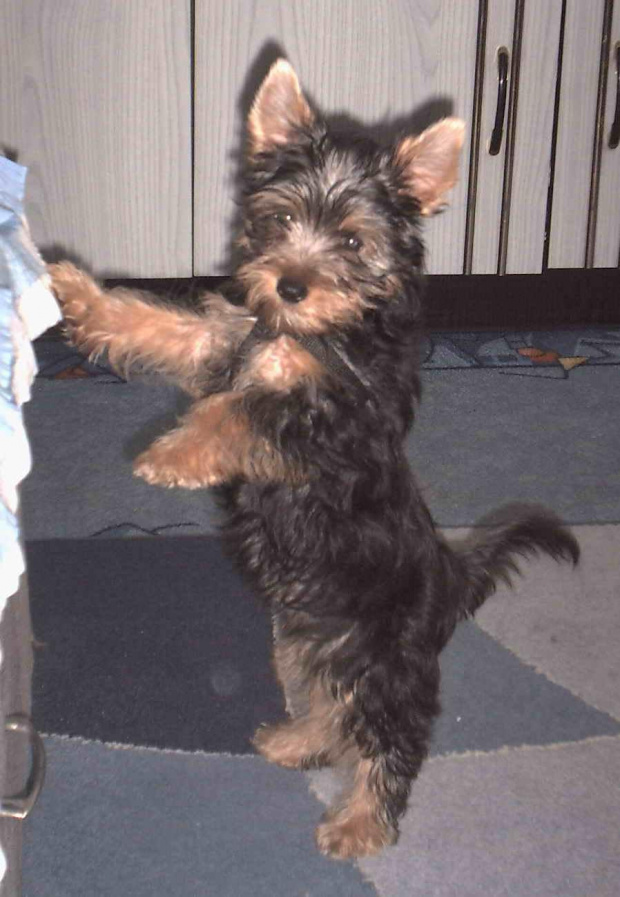 Pies rasy Yorkshire Terrier urodzony 04.06.2006 u nas w domu od 12.08.2006 (ok. godz. 17)