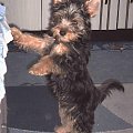 Pies rasy Yorkshire Terrier urodzony 04.06.2006 u nas w domu od 12.08.2006 (ok. godz. 17)