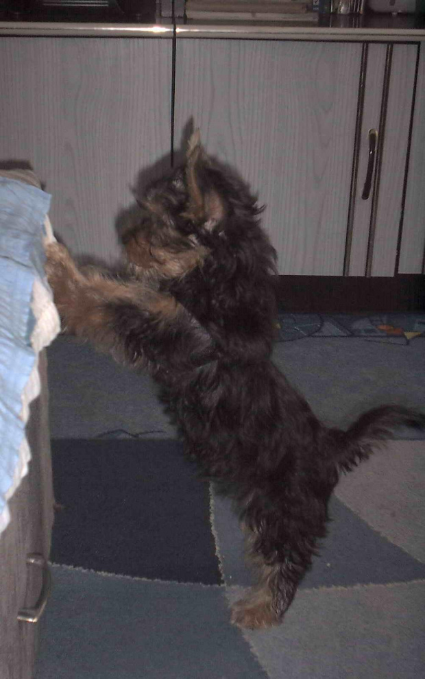 Pies rasy Yorkshire Terrier urodzony 04.06.2006 u nas w domu od 12.08.2006 (ok. godz. 17)