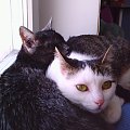 Filemon i Kicia- moje kotki #Filemon #kicia #koty #MojeKoty