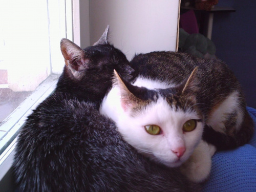 Filemon i Kicia- moje kotki #Filemon #kicia #koty #MojeKoty