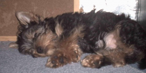 Pies rasy Yorkshire Terrier urodzony 04.06.2006 u nas w domu od 12.08.2006 (ok. godz. 17)